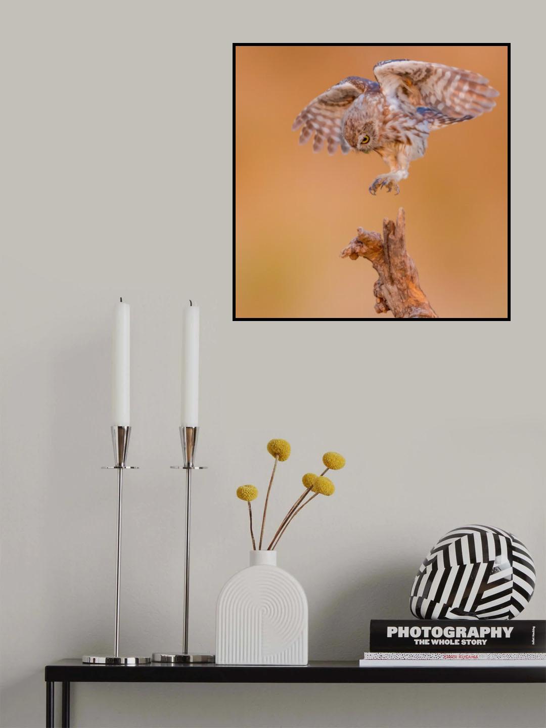 Little owl Poster och Canvastavla