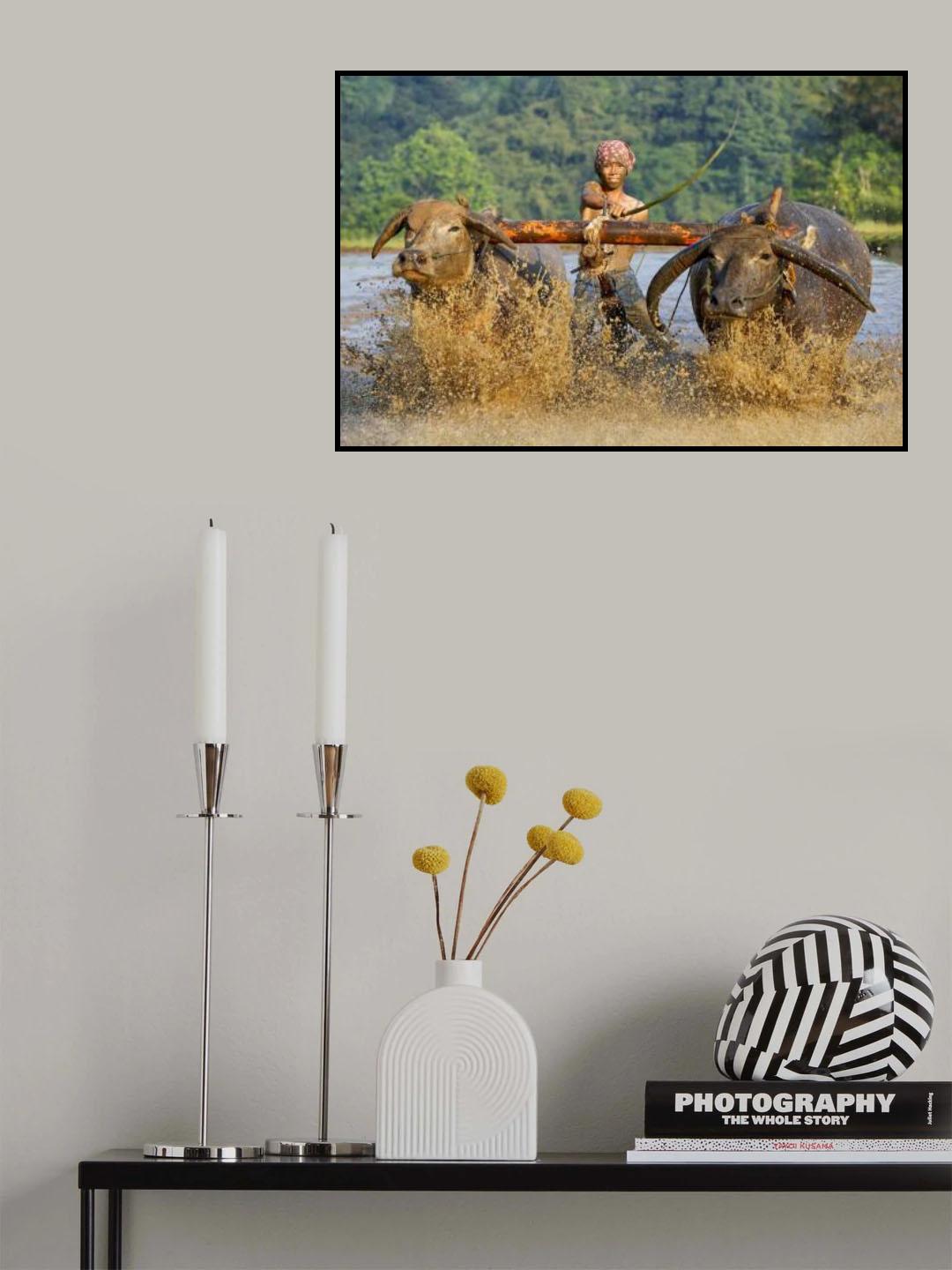 Plowing a Rice Field Poster och Canvastavla