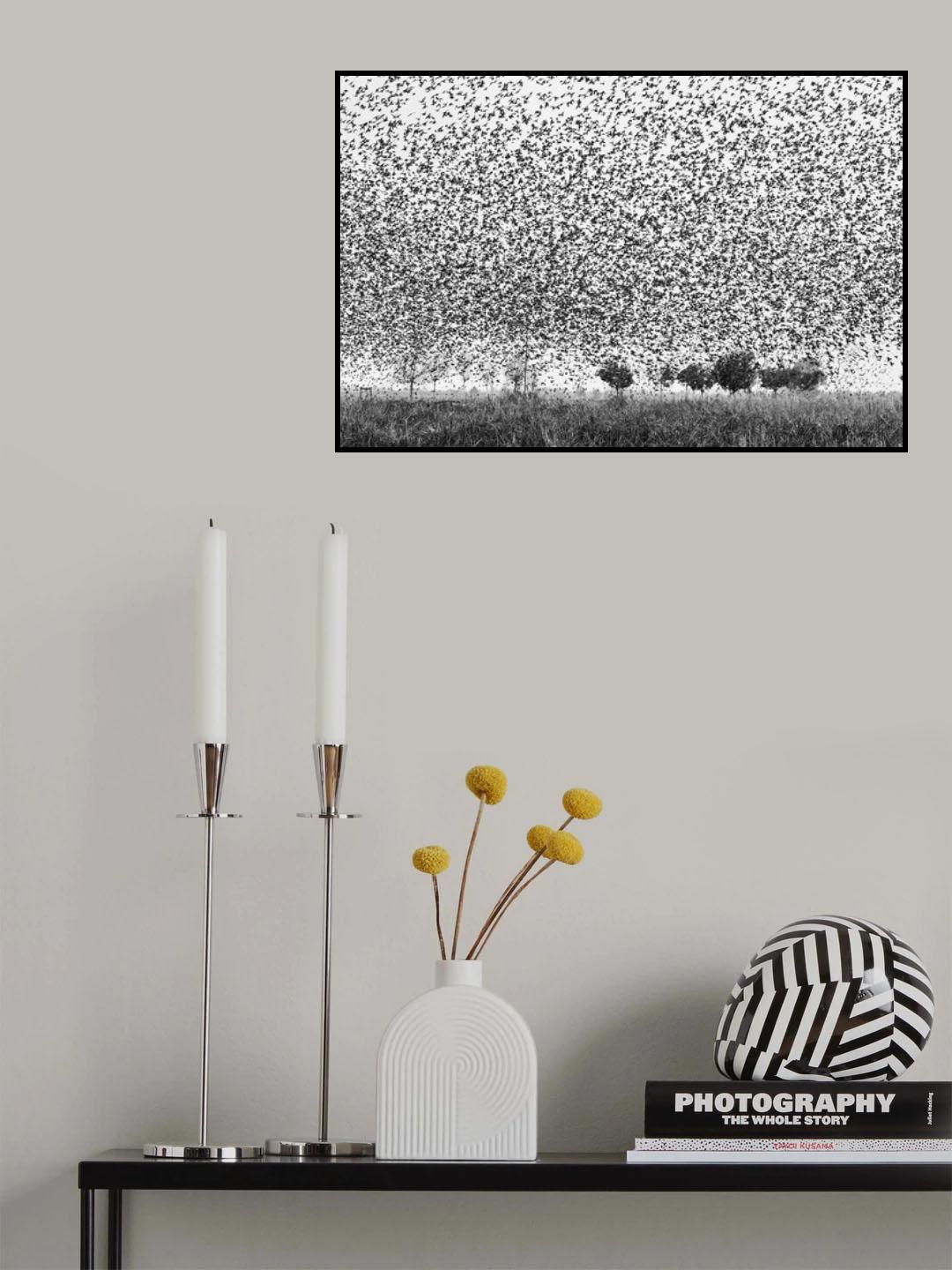 Starlings attack Poster och Canvastavla