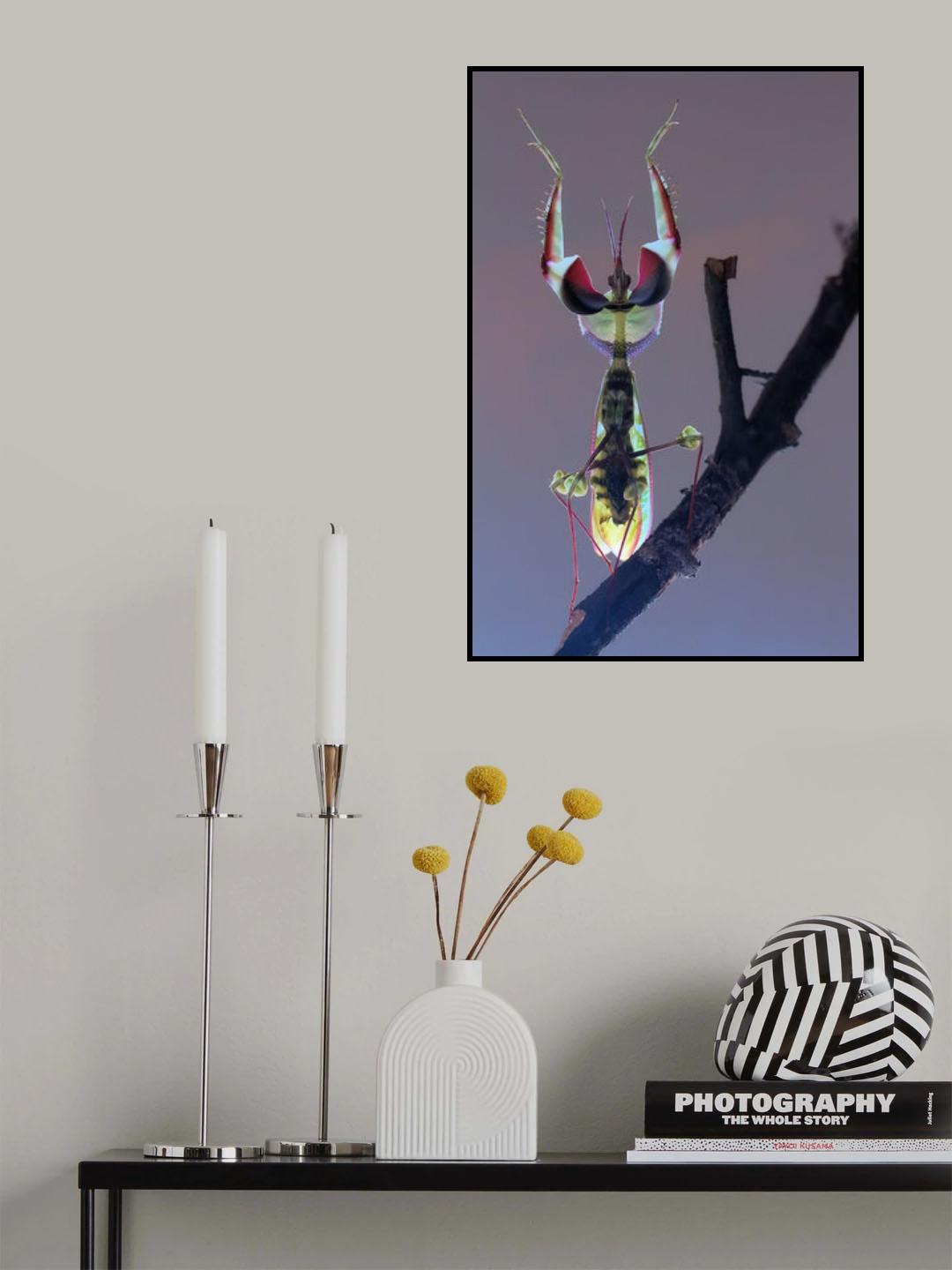 African devil Poster och Canvastavla