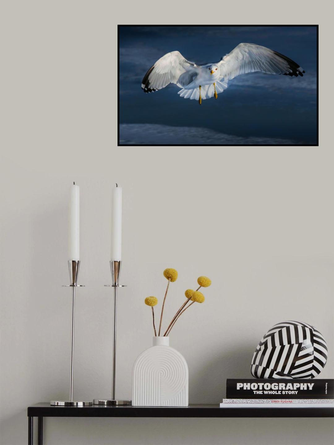 Staring Seagull Poster och Canvastavla