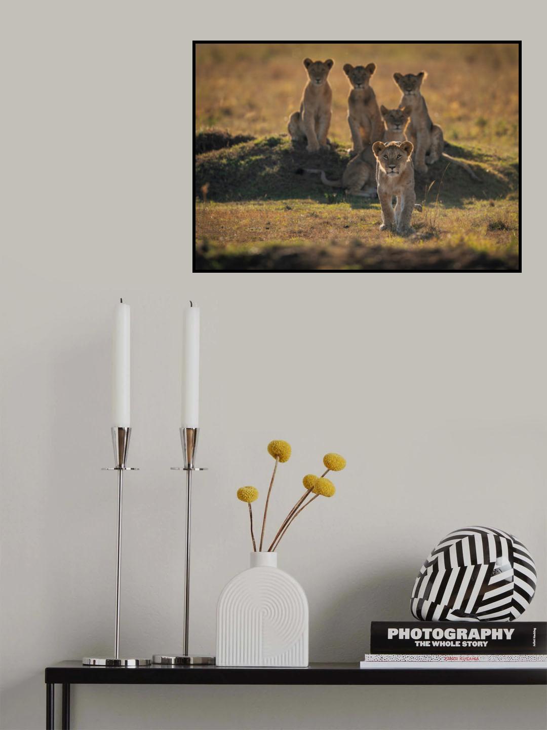 Lonely Cubs Poster och Canvastavla