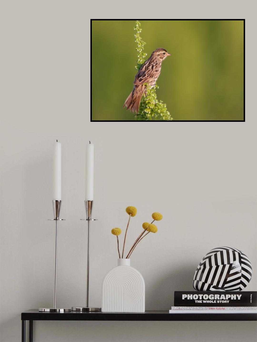 Savannah Sparrow Poster och Canvastavla