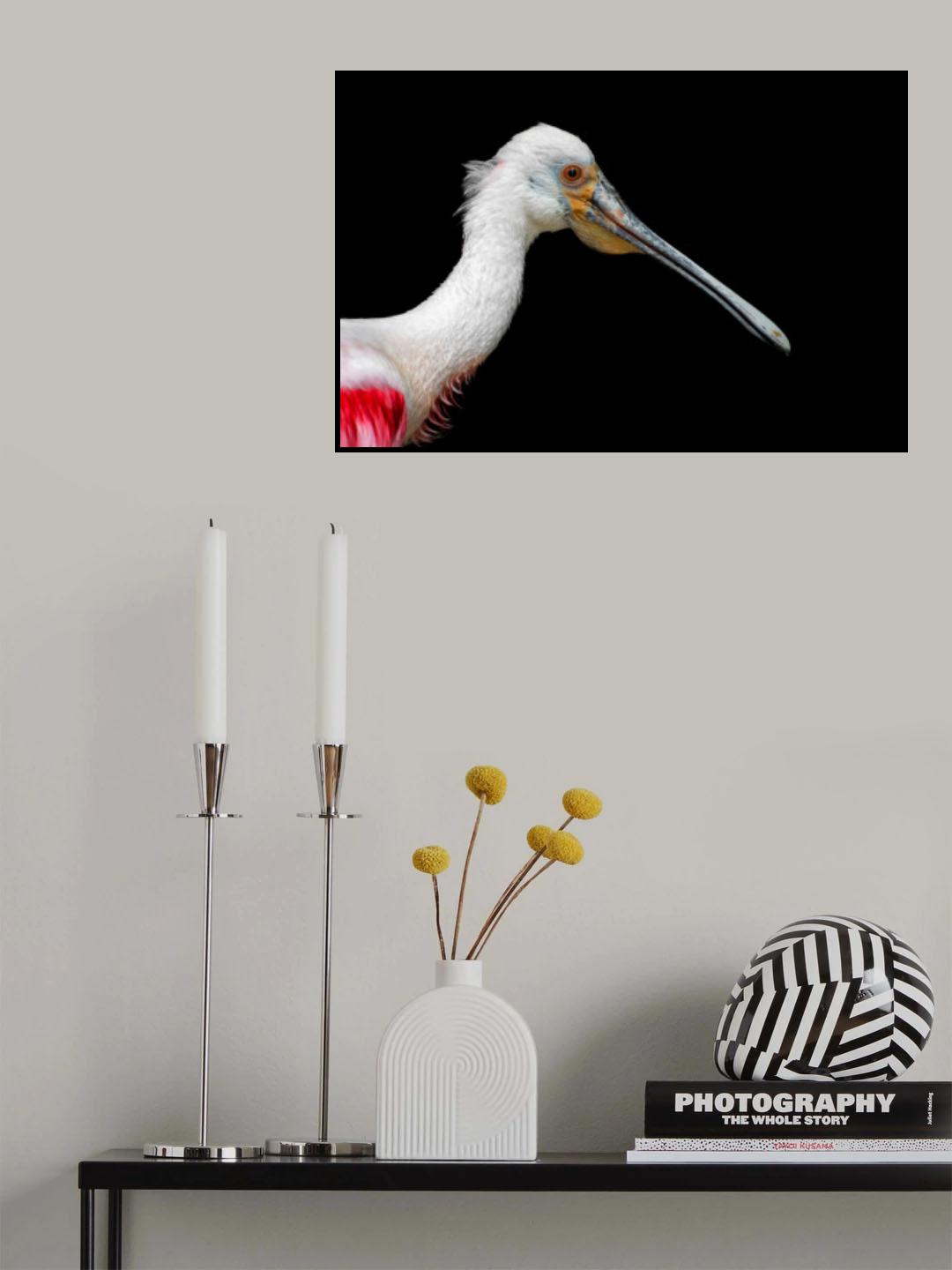 African Spoonbill - Platalea Alba Poster och Canvastavla