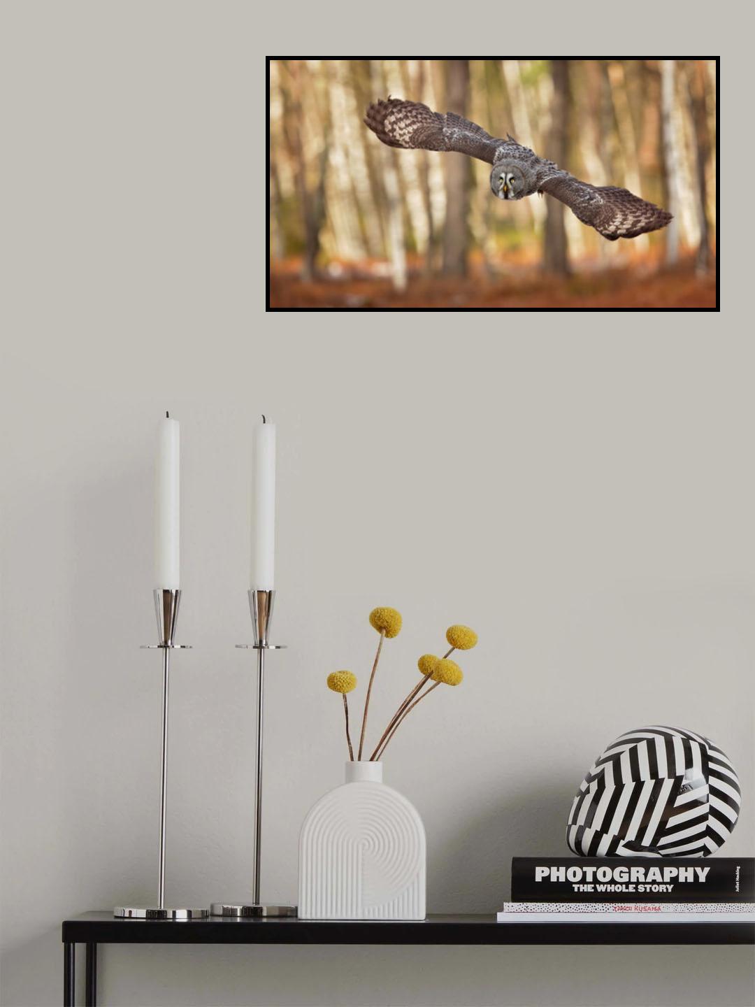 Great Grey Owl Poster och Canvastavla