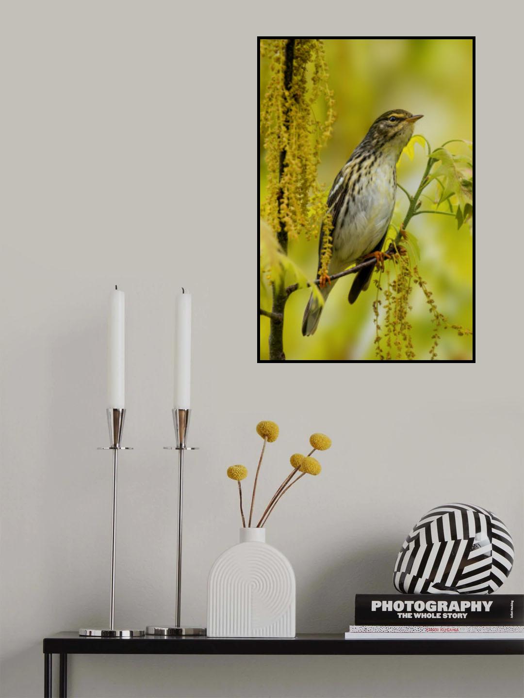 Blackpoll warbler Poster och Canvastavla