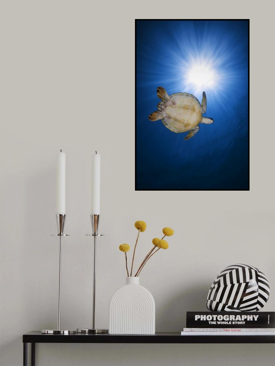 Green turtle Poster och Canvastavla