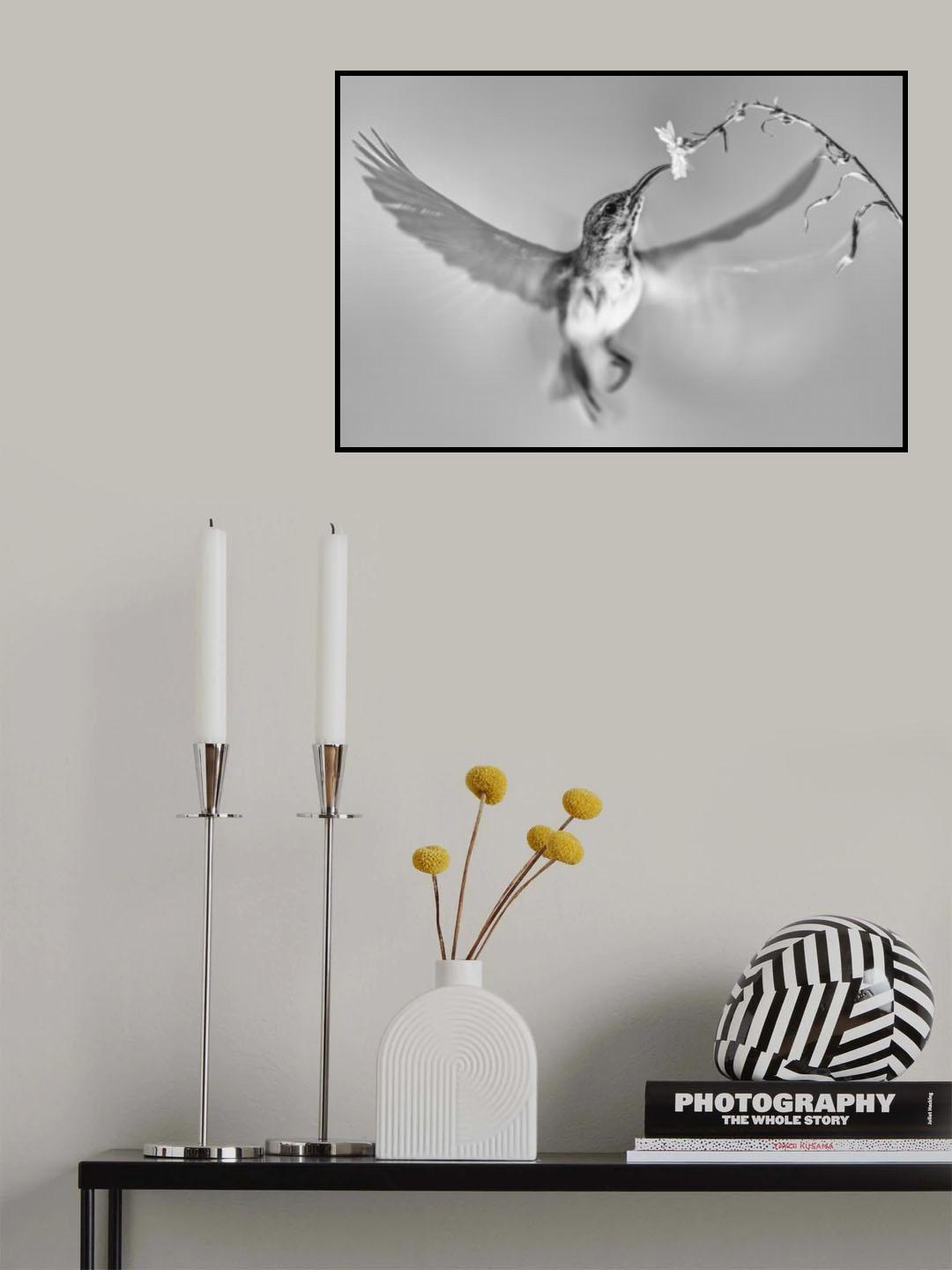 Sunbird in motion Poster och Canvastavla