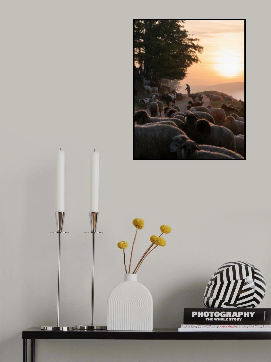 Shepherd at Sunrise Poster och Canvastavla