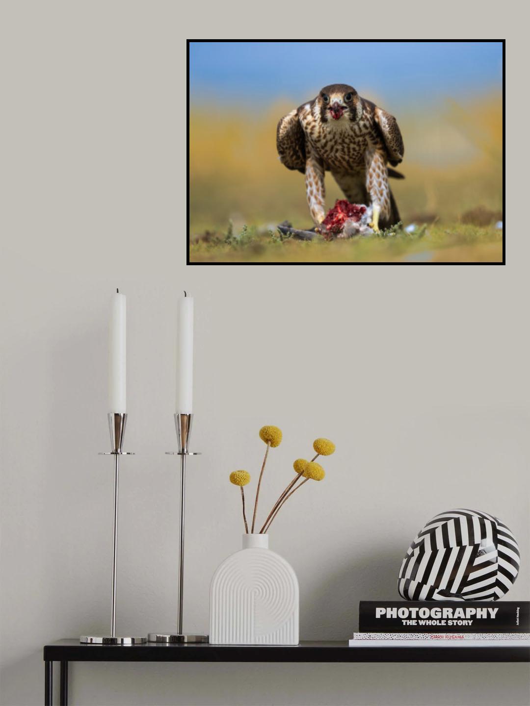 falcon posing head on with a kill Poster och Canvastavla