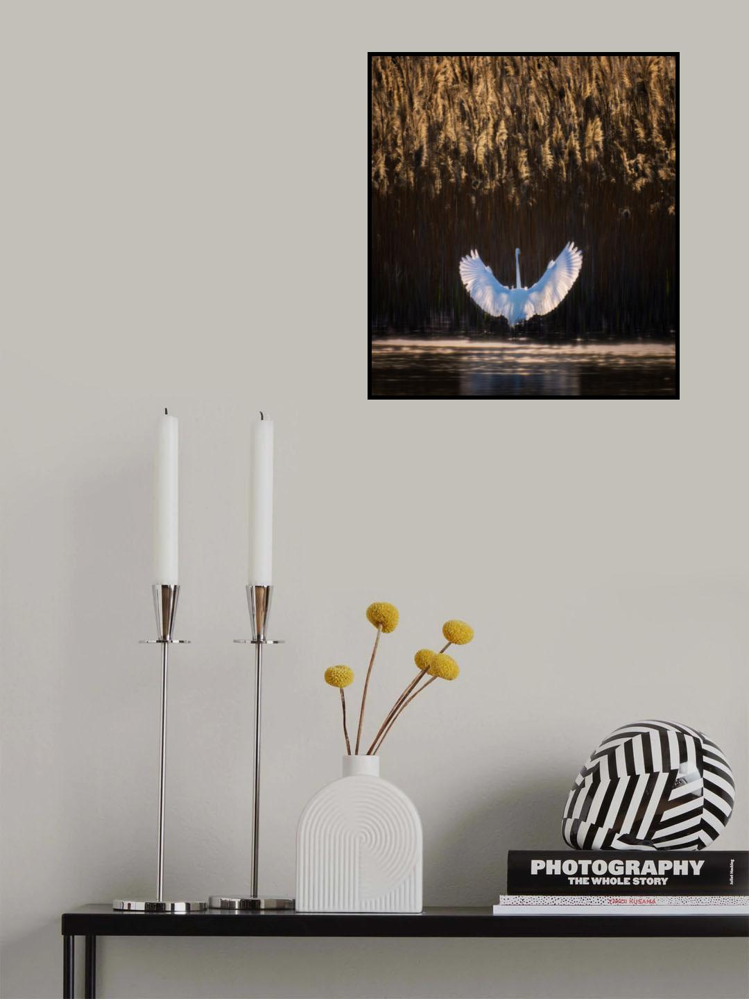 Swan lake Poster och Canvastavla