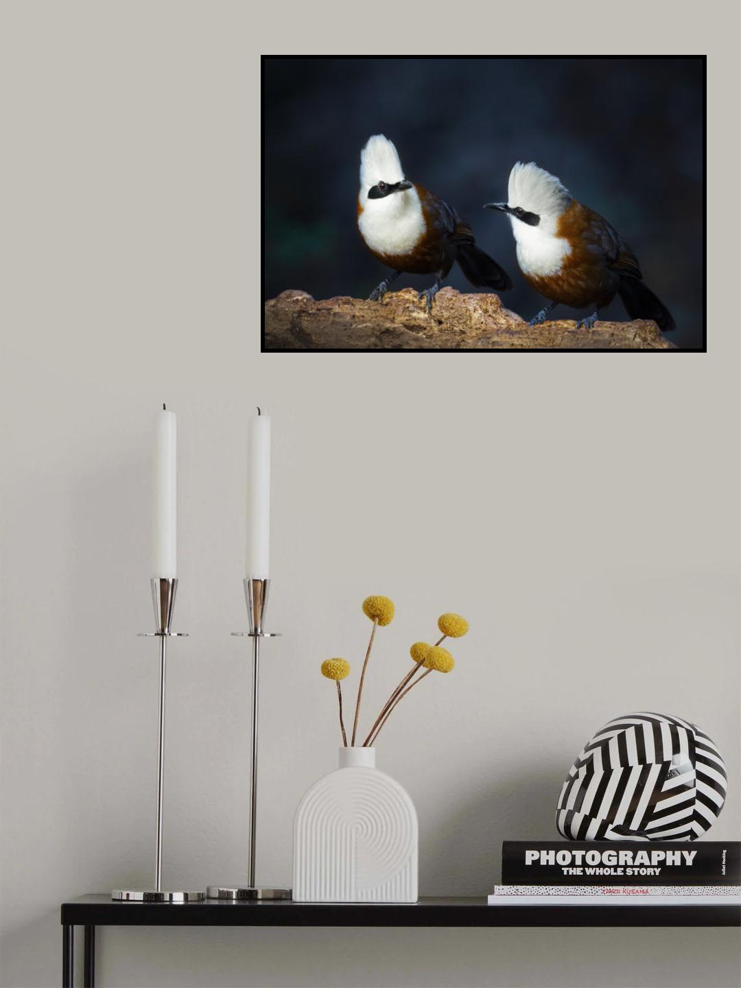 White-crested laughingthrush Poster och Canvastavla