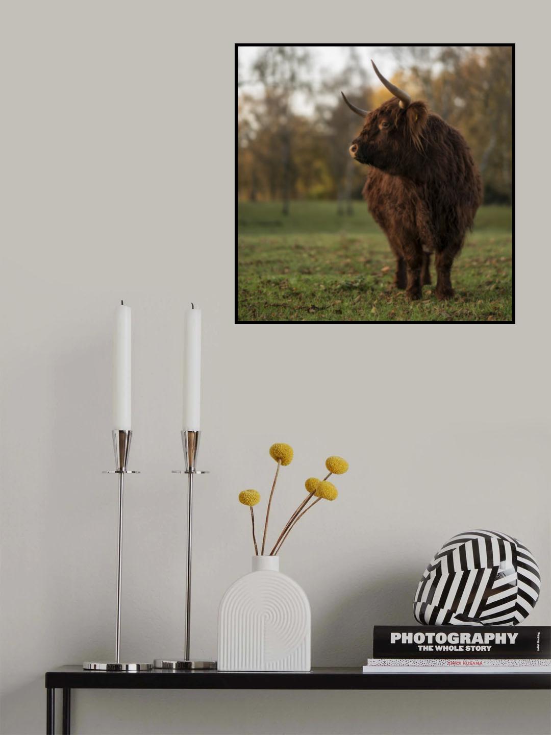 Shy Poster och Canvastavla