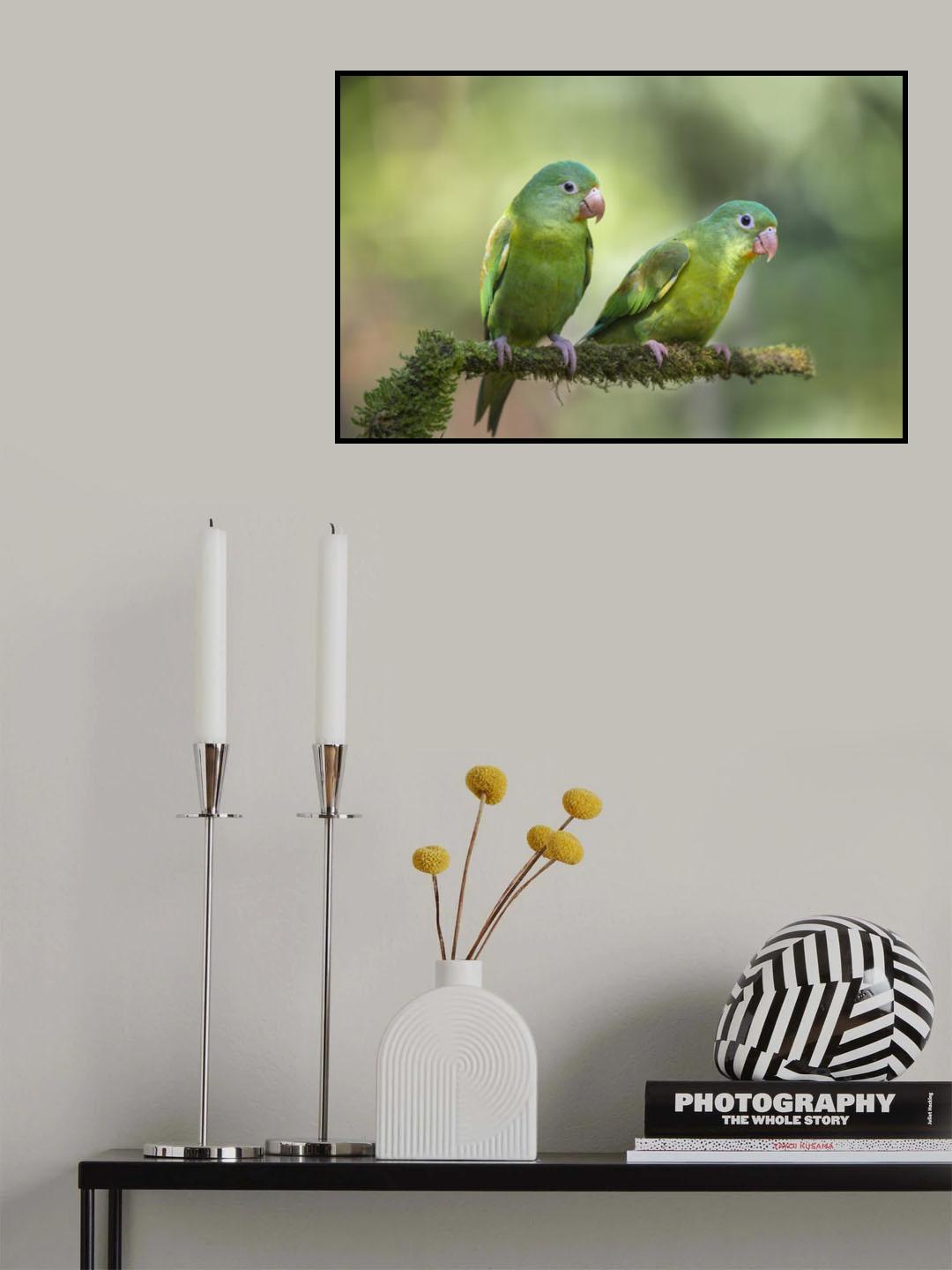 Pair o' Parakeets Poster och Canvastavla