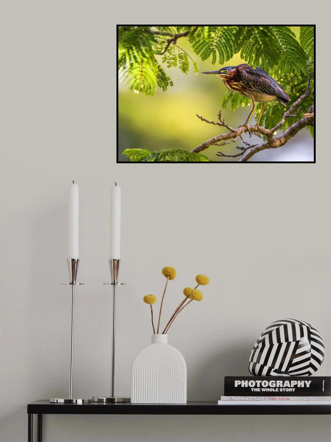 Geen Heron, Butorides virescens Poster och Canvastavla