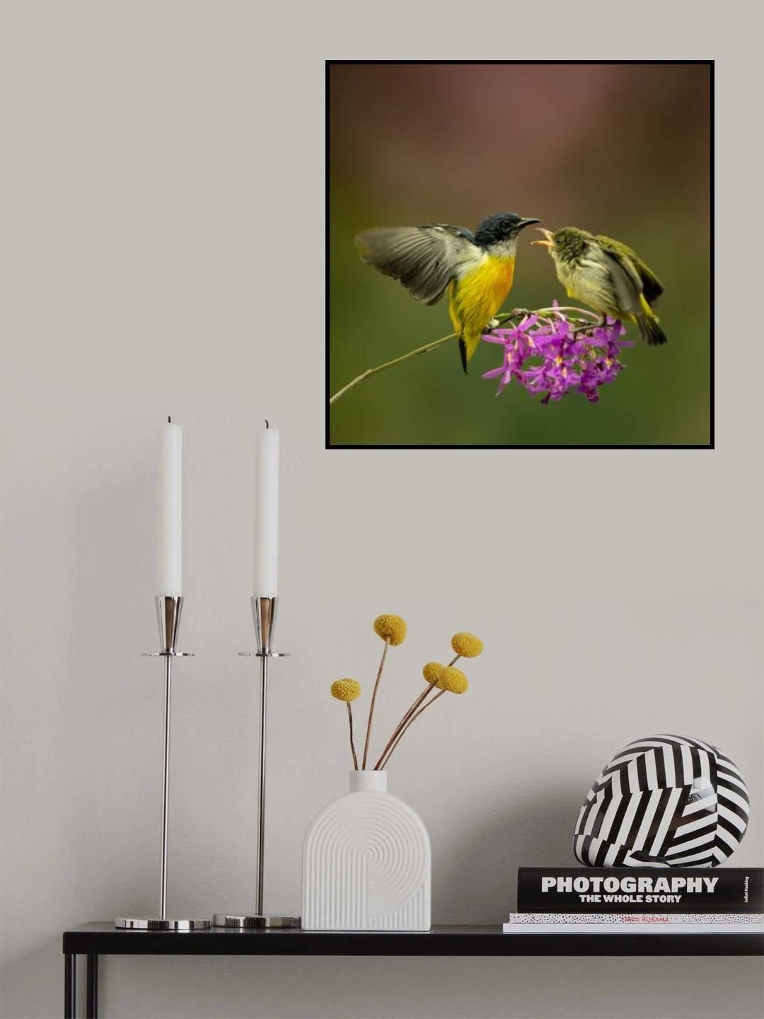 Orange bellied flowerpecker Poster och Canvastavla