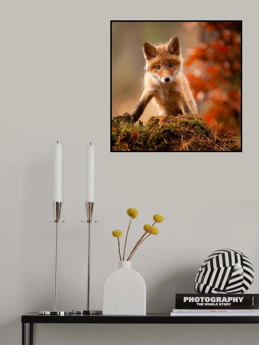 Fox Poster och Canvastavla