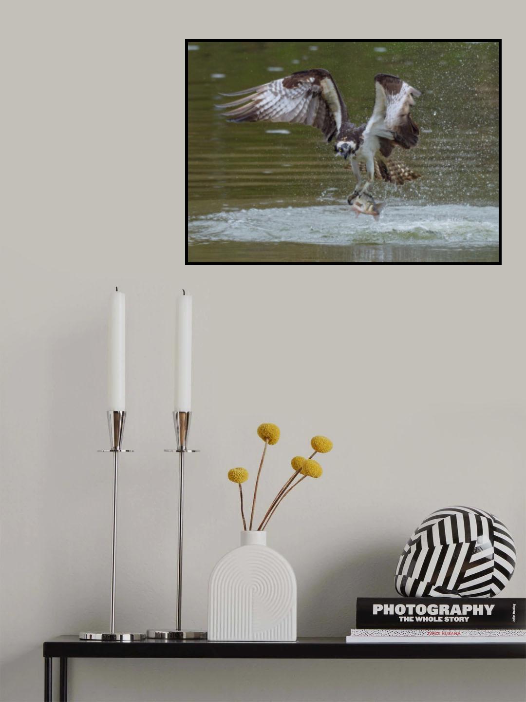 Osprey Grasping a Fish Poster och Canvastavla
