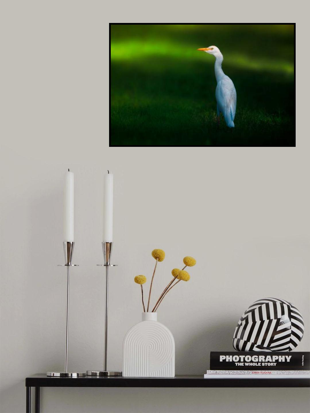 Cattle Egret Poster och Canvastavla