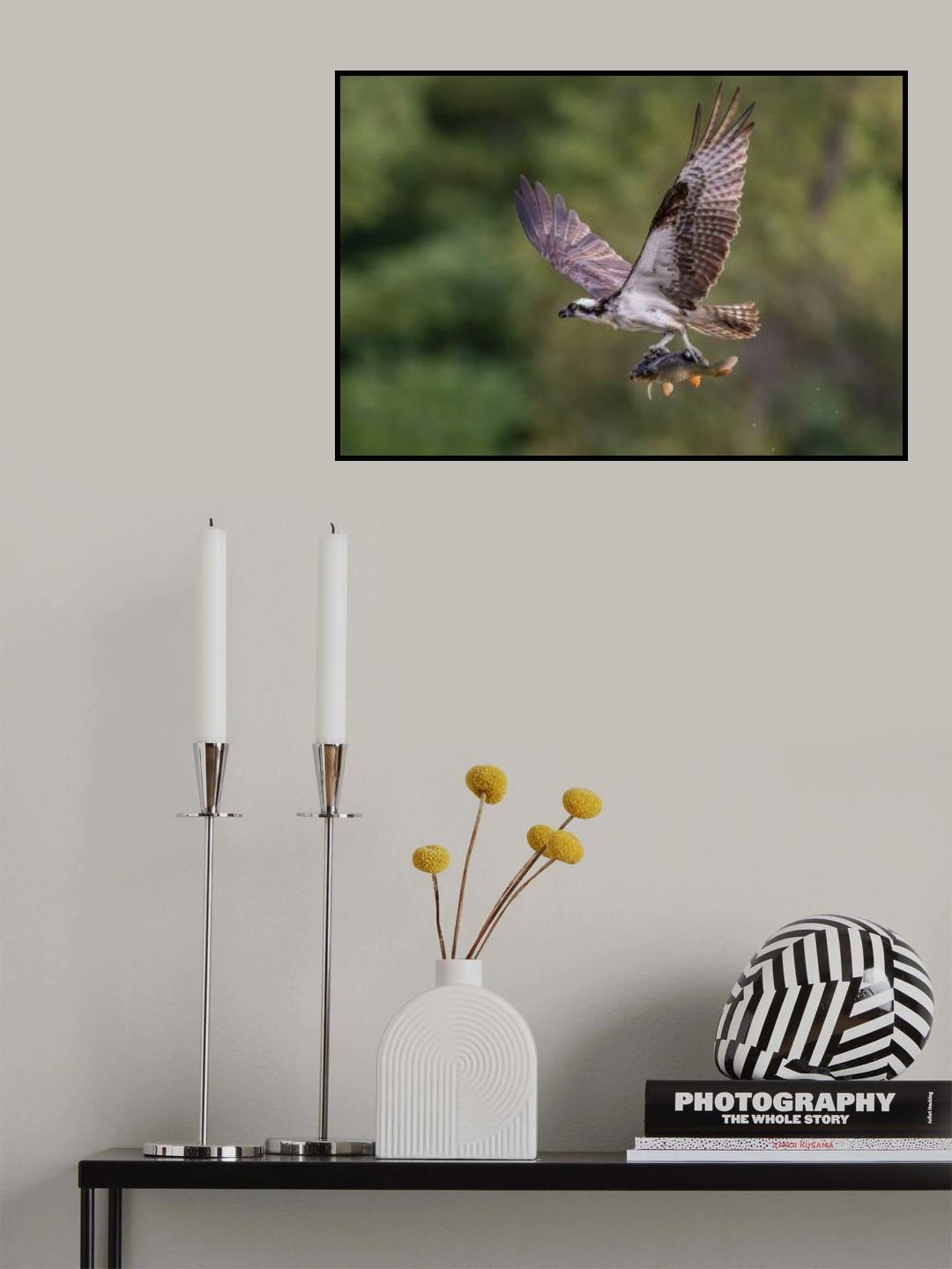 Osprey with catch Poster och Canvastavla