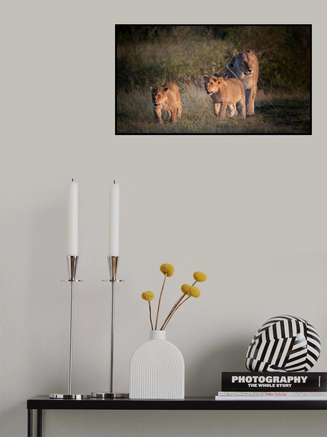 Lion family ! Poster och Canvastavla