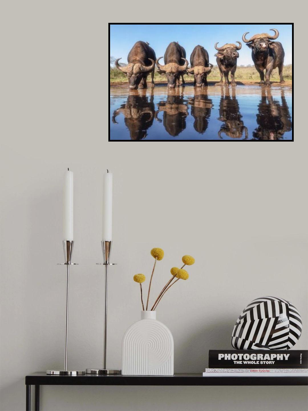 Buffaloes by the waterhole... Poster och Canvastavla
