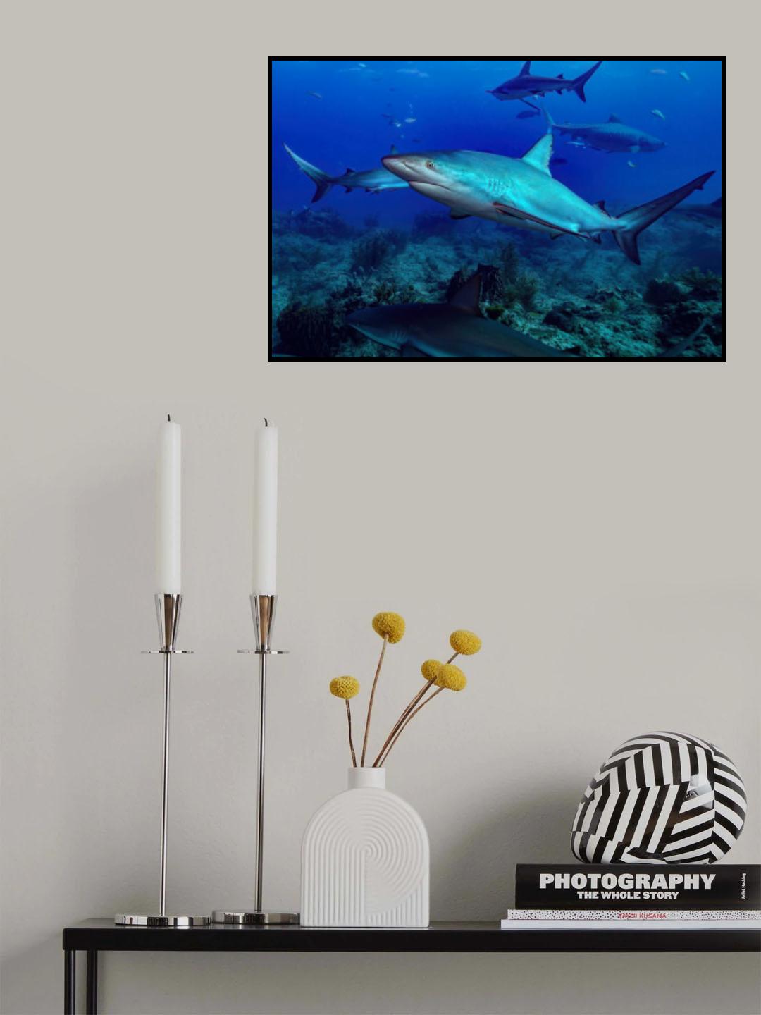 Shark fest Poster och Canvastavla