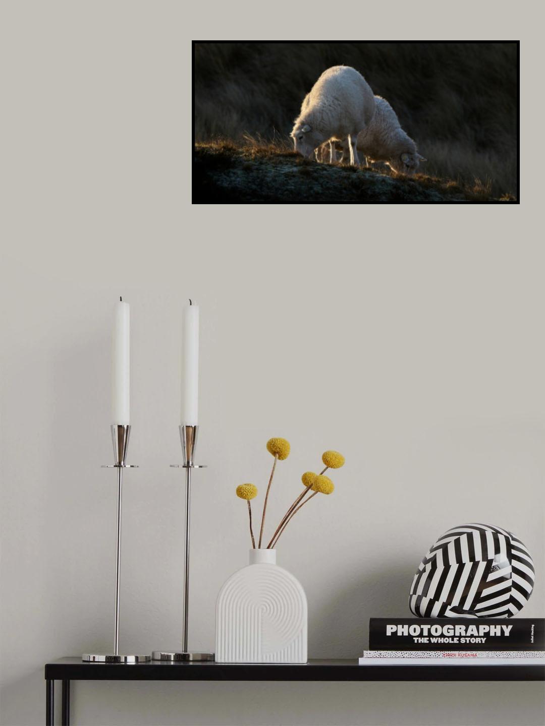 Sheep having breakfast in the first sunlight Poster och Canvastavla