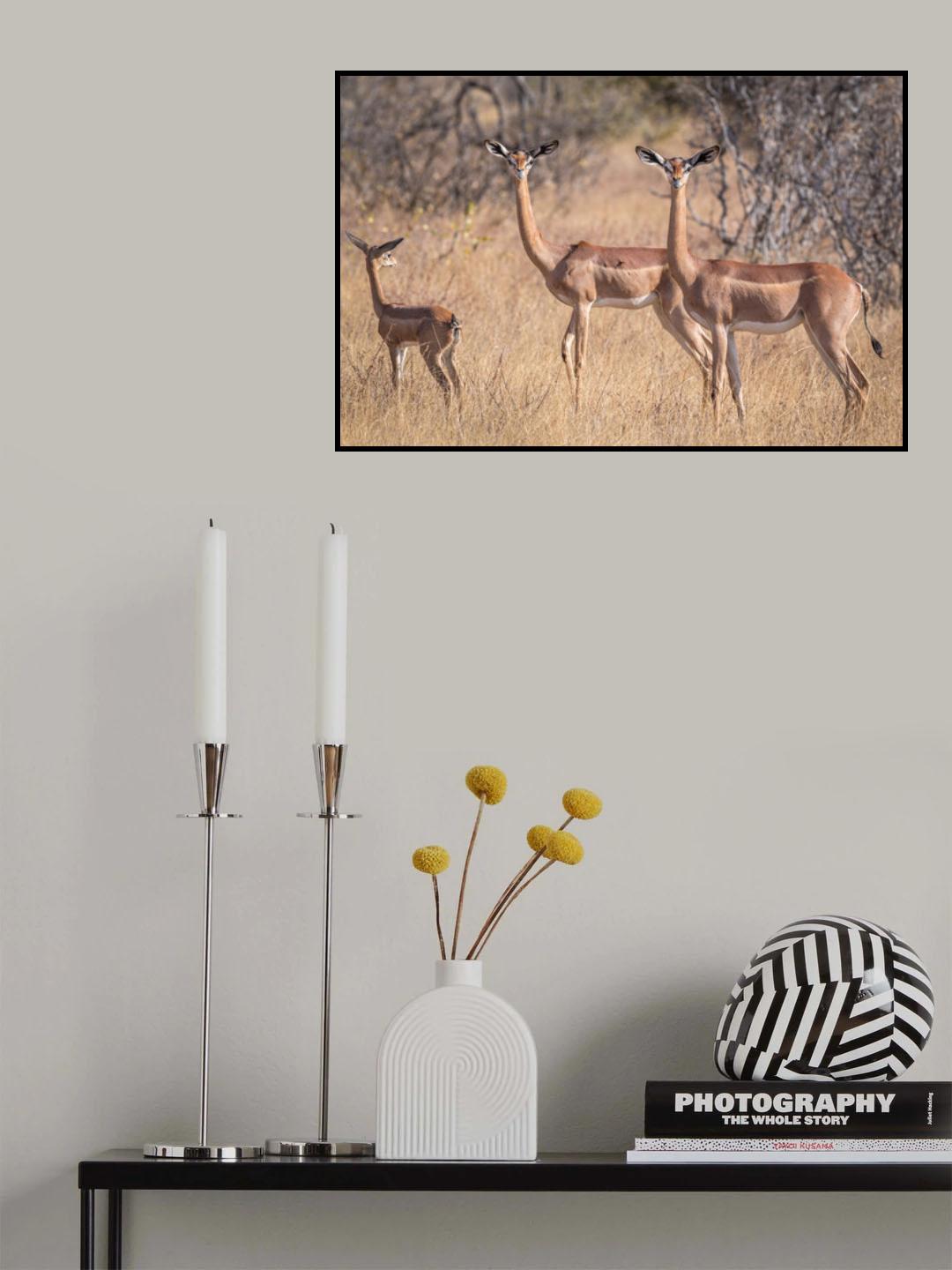 The graceful gerenuk Poster och Canvastavla
