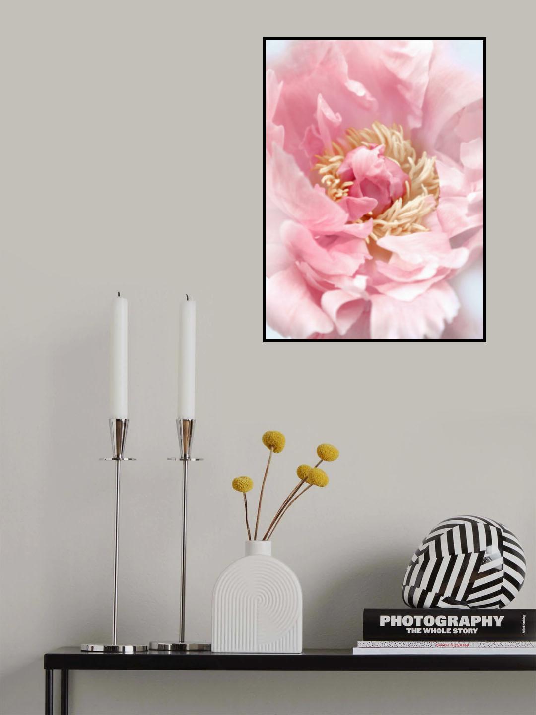 Blush peony I Poster och Canvastavla