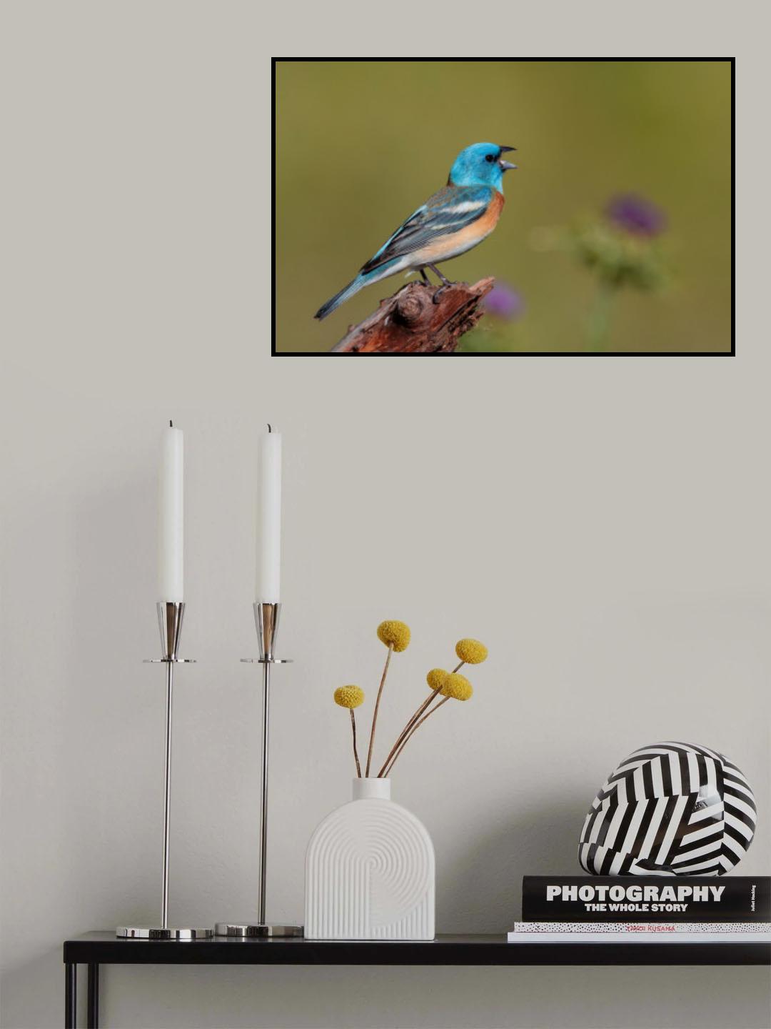 Singing Lazuli Bunting Poster och Canvastavla