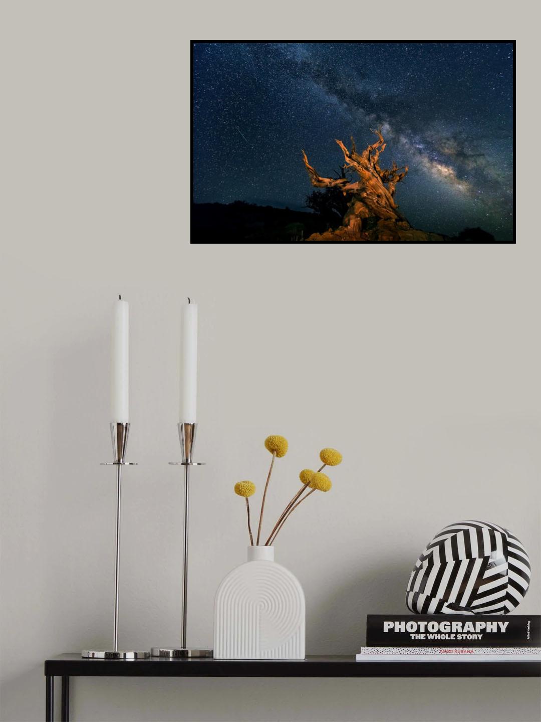 The Galaxy and ancient bristlecone pine Poster och Canvastavla