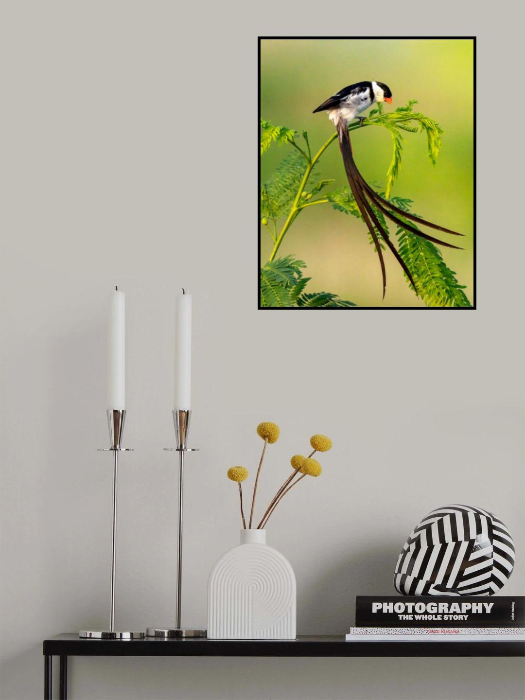 Pin-Tailed Whydah Poster och Canvastavla
