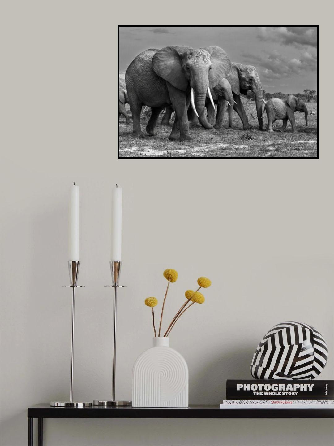 Elephants family Poster och Canvastavla