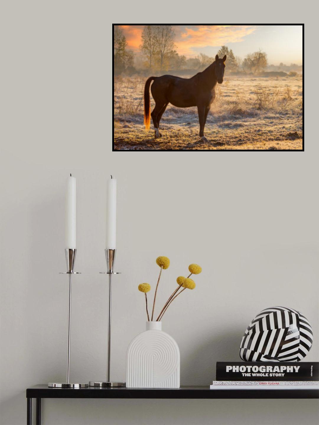 Horse at sunrise Poster och Canvastavla
