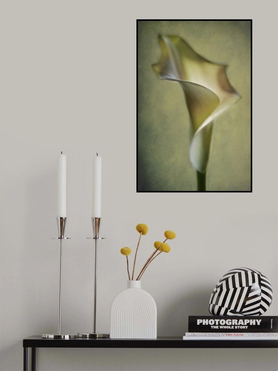 Calla Lily Poster och Canvastavla