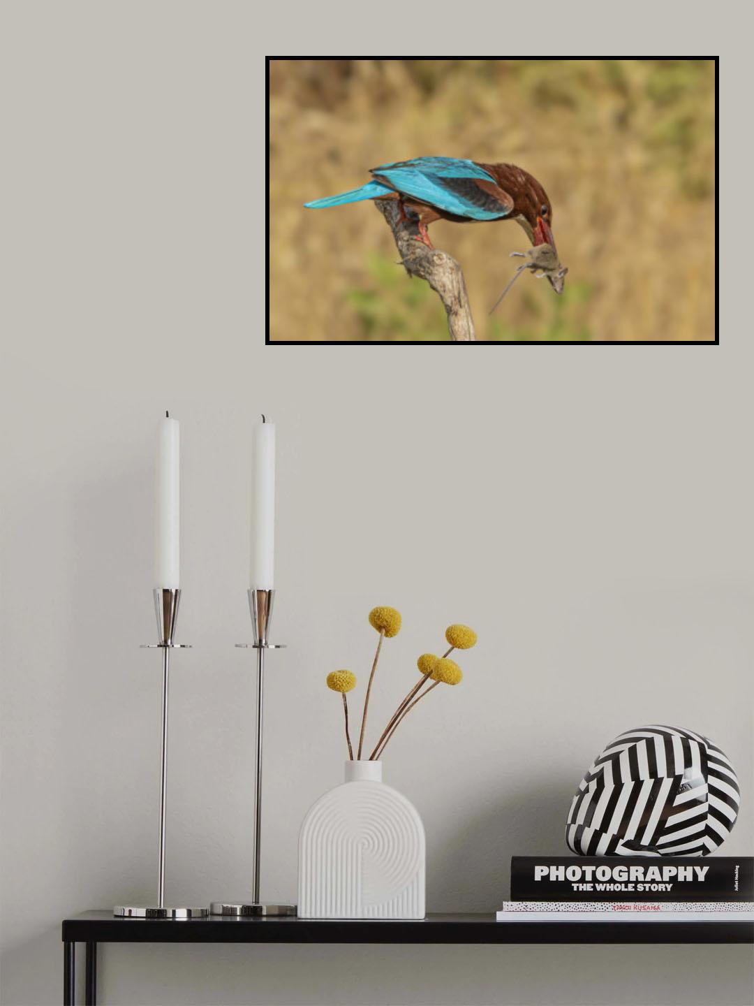 White-throated Kingfisher Poster och Canvastavla