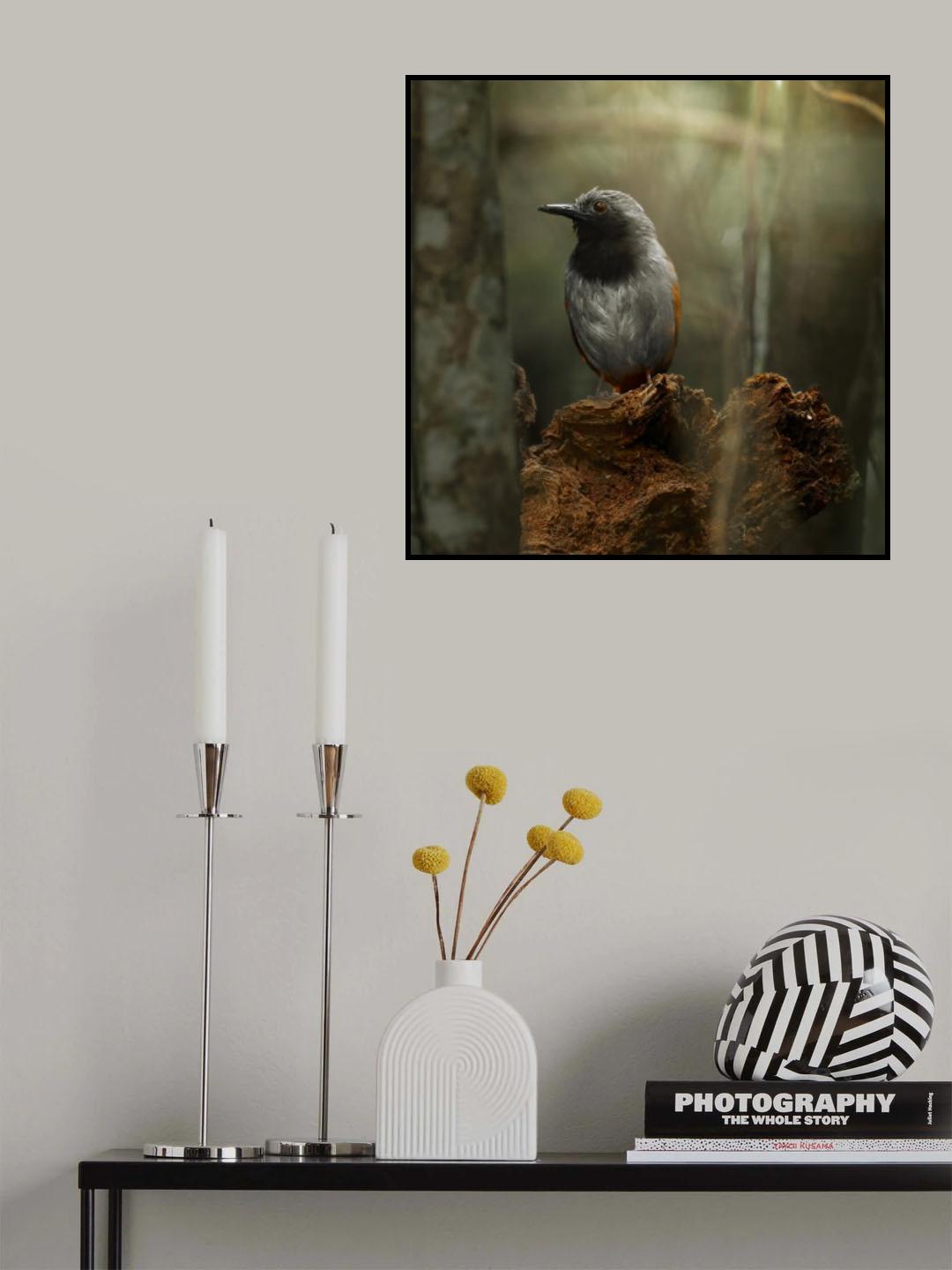 Myrmeciza longipes Poster och Canvastavla