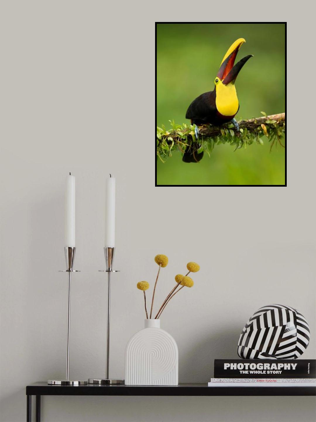 Yellow-throated toucan Poster och Canvastavla