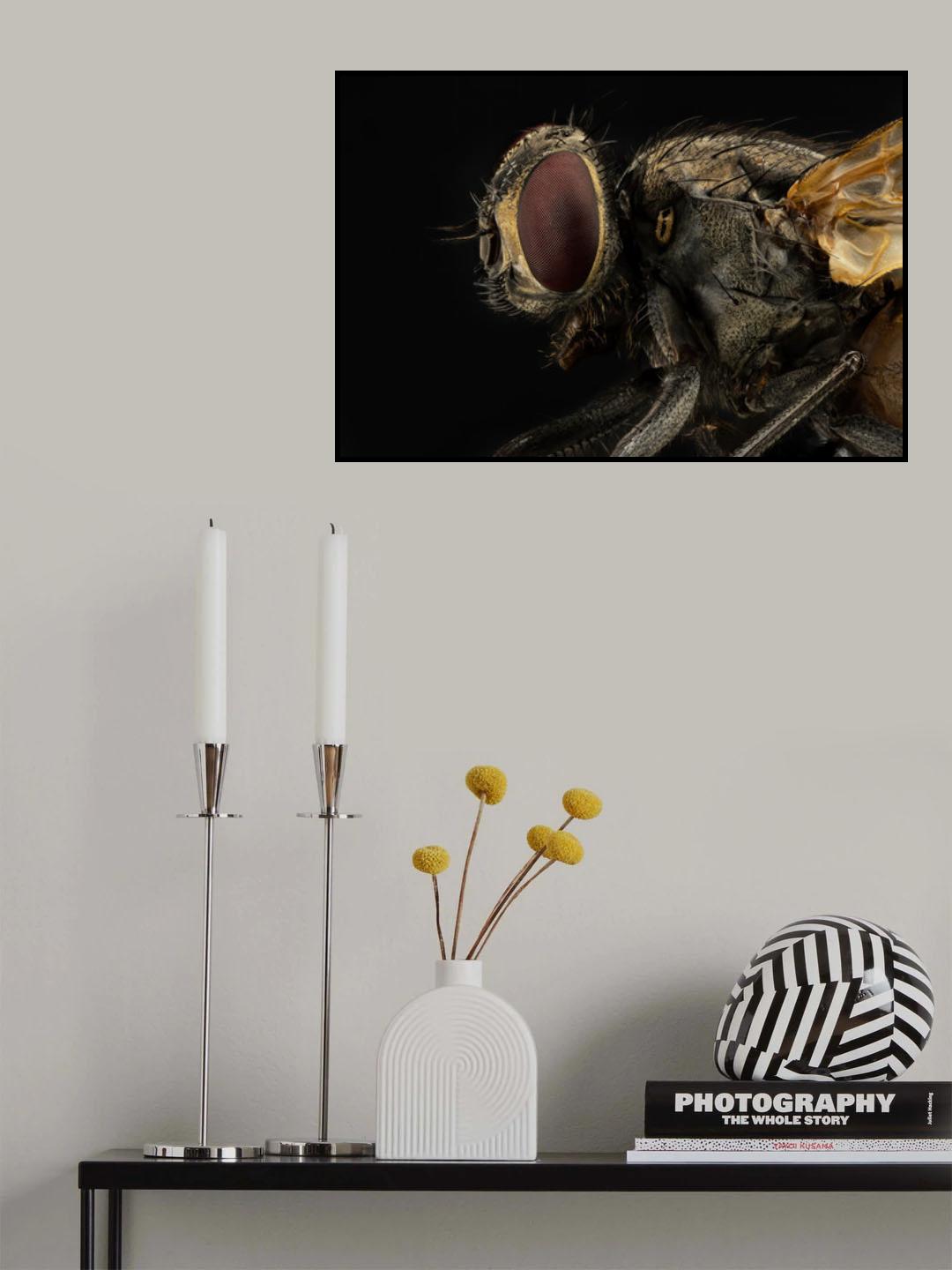 Musca domestica (housefly) Poster och Canvastavla