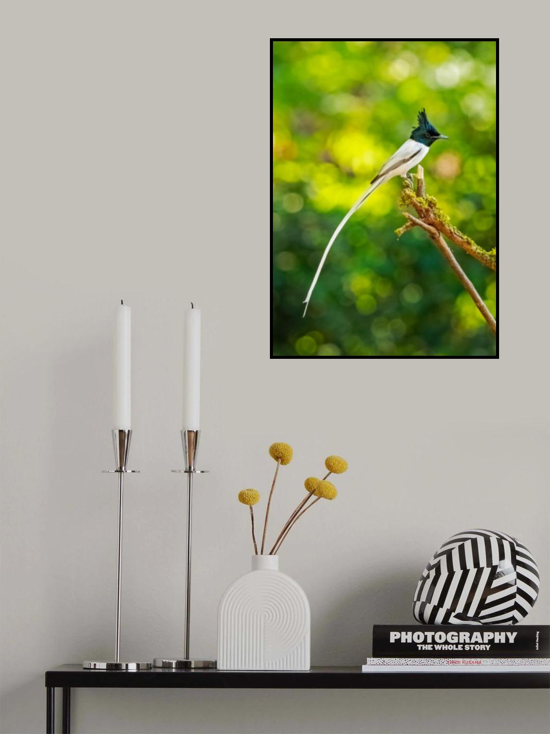 Paradise Flycatcher - a glorious tale! Poster och Canvastavla
