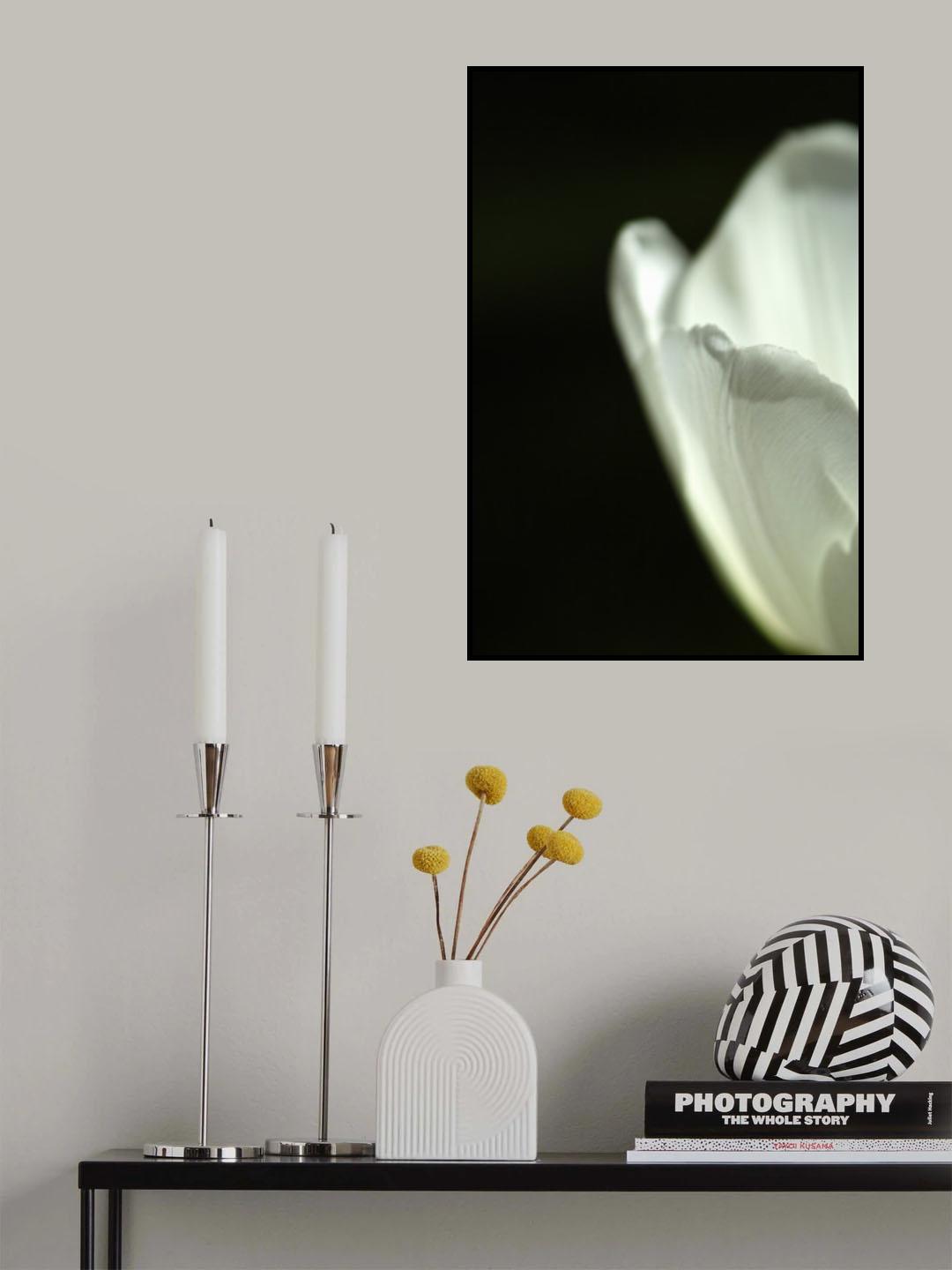 white tulip close up Poster och Canvastavla