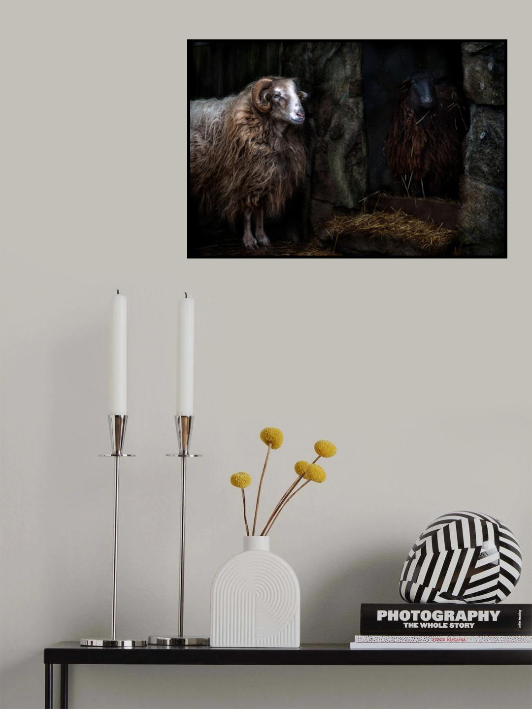 The sheep shed Poster och Canvastavla