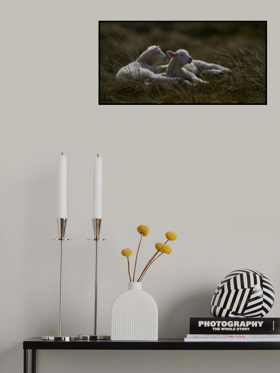 Dreaming lambs in the dunes Poster och Canvastavla