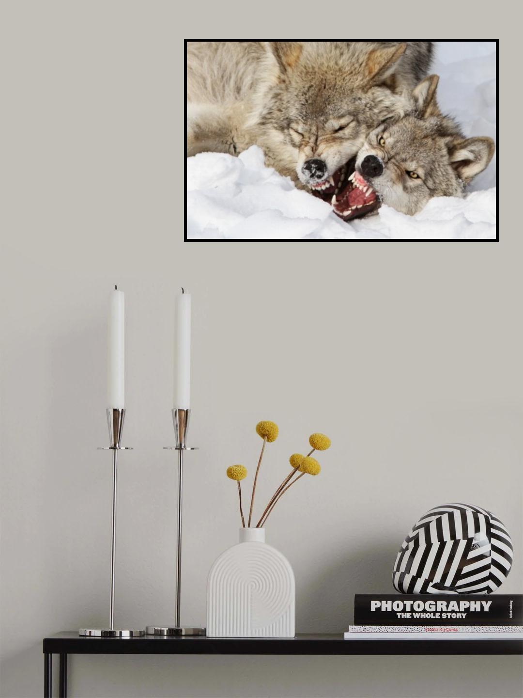 Wolves Rules Poster och Canvastavla