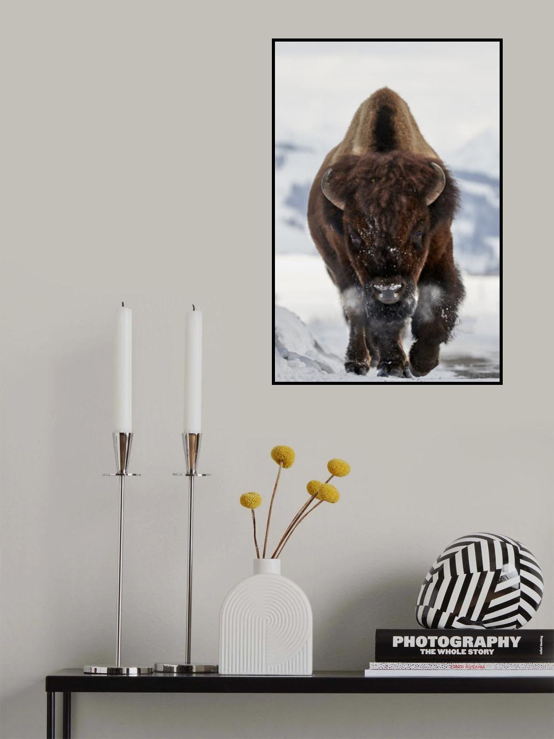 Bison Incoming Poster och Canvastavla