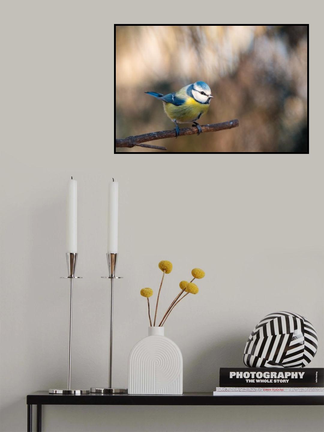 Parus caeruleus Poster och Canvastavla