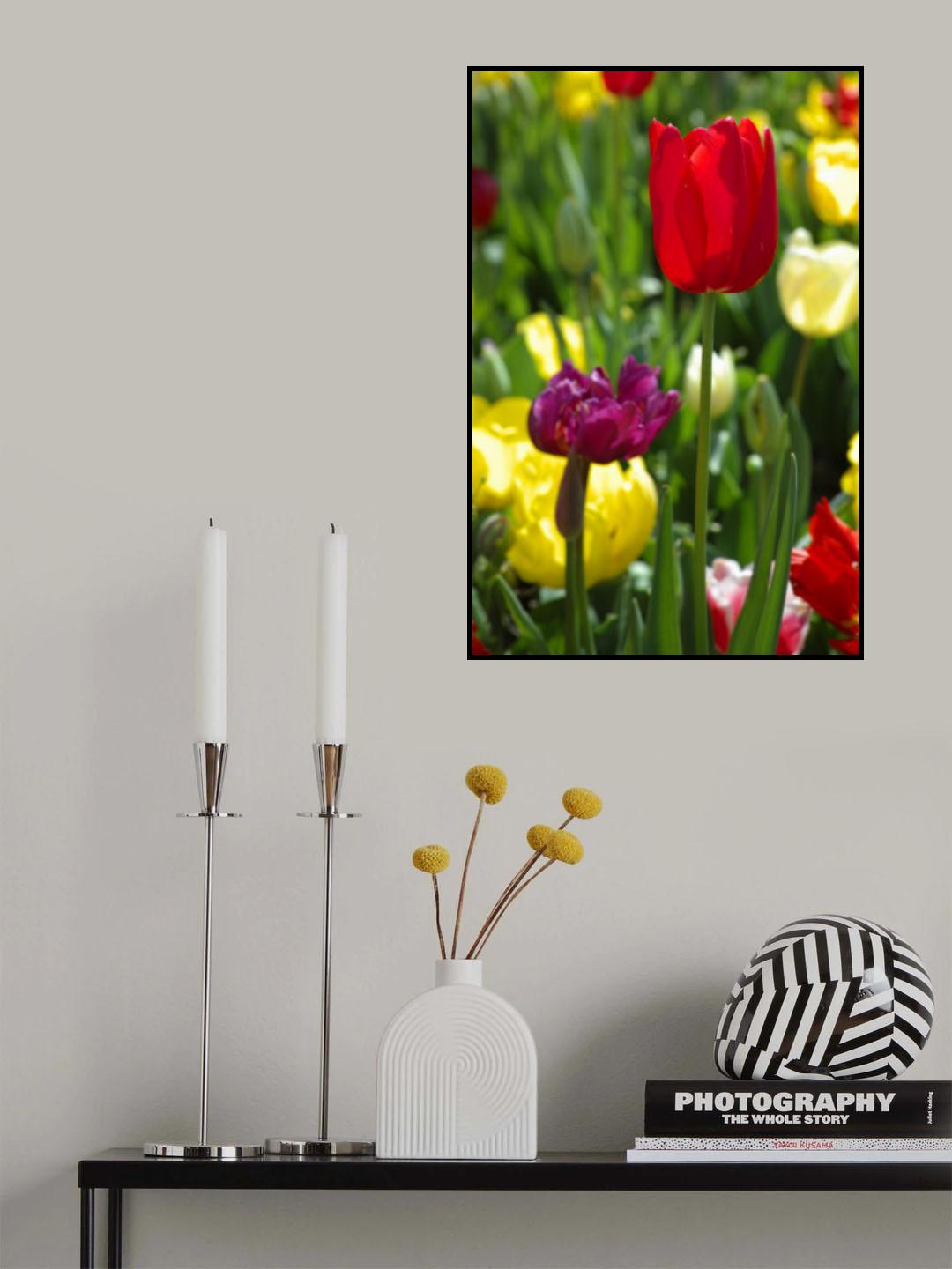 colorful tulips Poster och Canvastavla