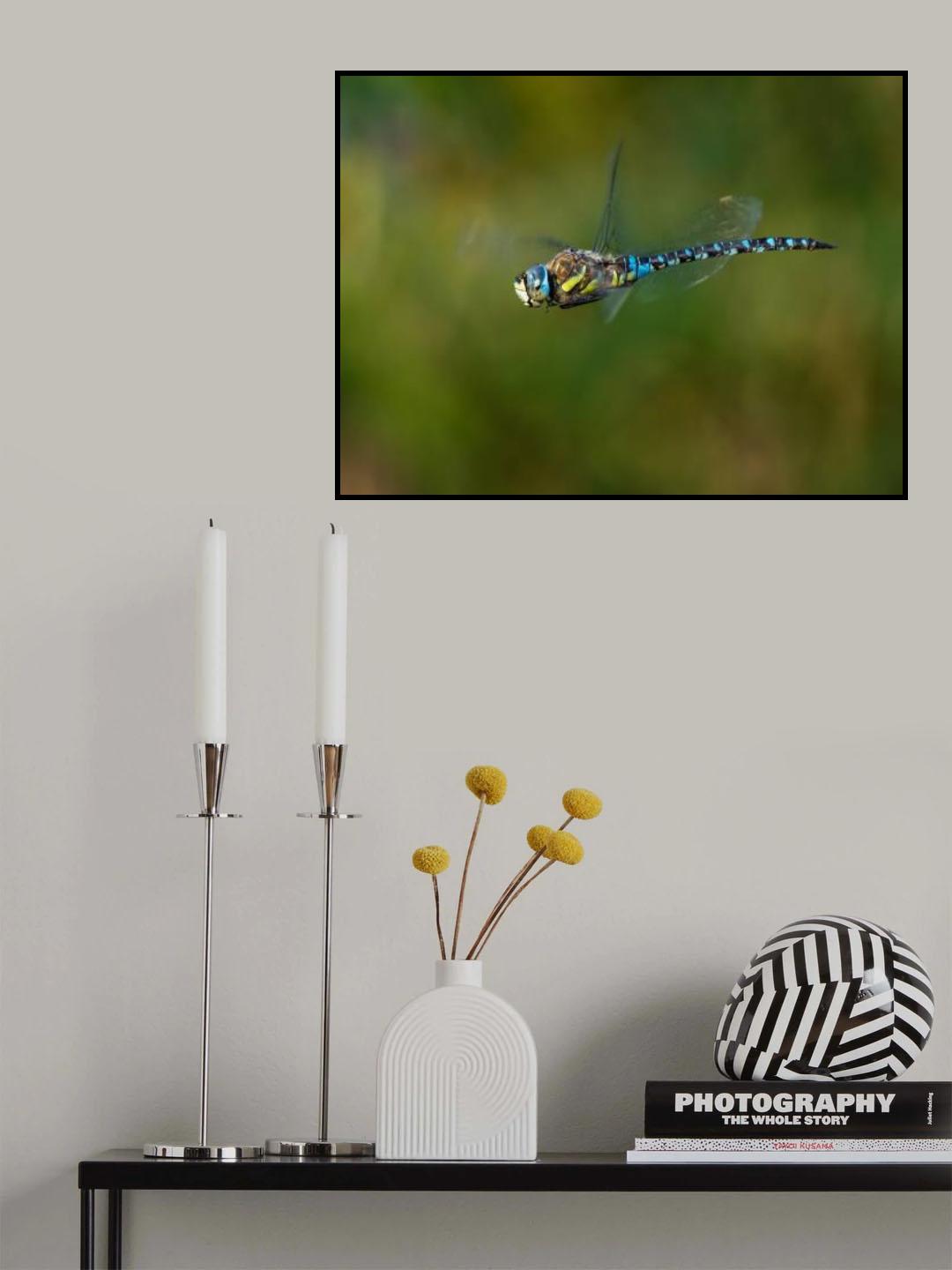 Aeshna mixta Poster och Canvastavla