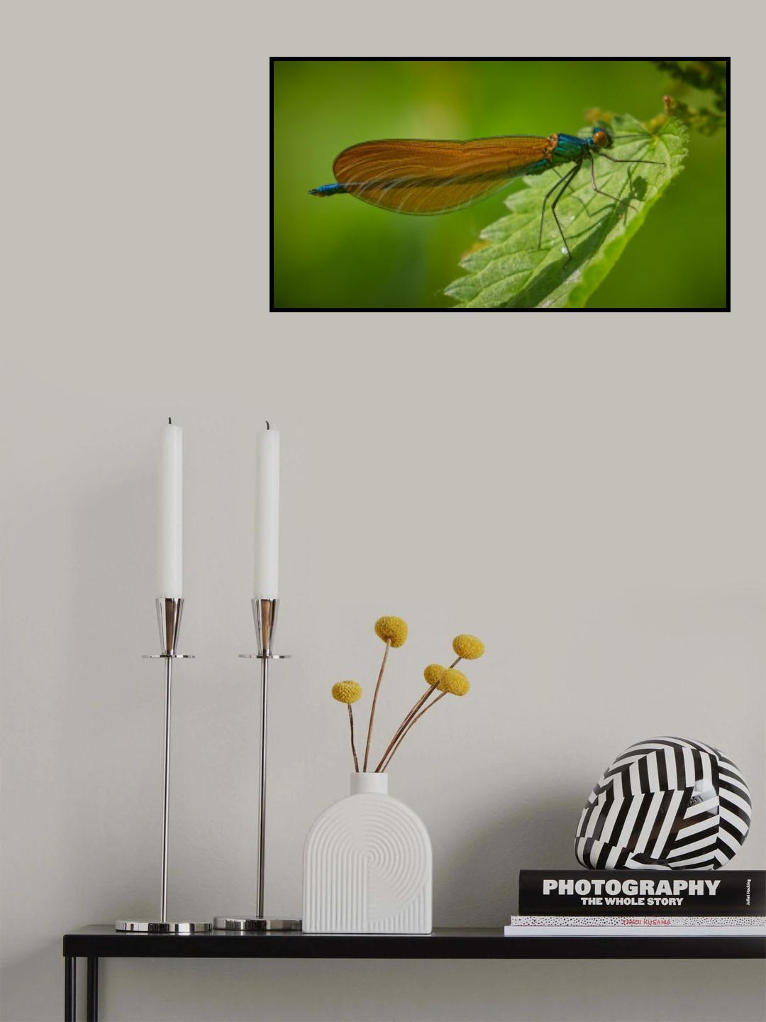 Male Beautiful Demoiselle Poster och Canvastavla